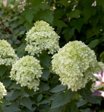 HYDRANGEA 'LITTLE LIME'