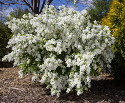 PEARLBUSH 'LOTUS MOON'