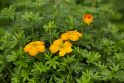 POTENTILLA 'MANDARIN TANGO'