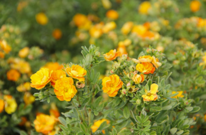 POTENTILLA 'MARMALADE'