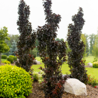 Image courtesy of Jeffries Nurseries