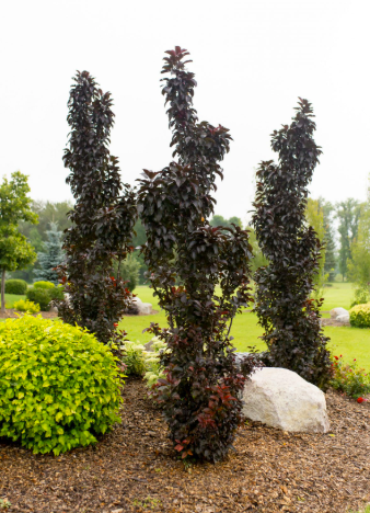 Image courtesy of Jeffries Nurseries
