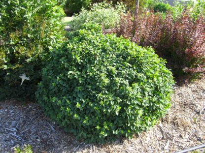 HONEYSUCKLE 'MINIGLOBE'