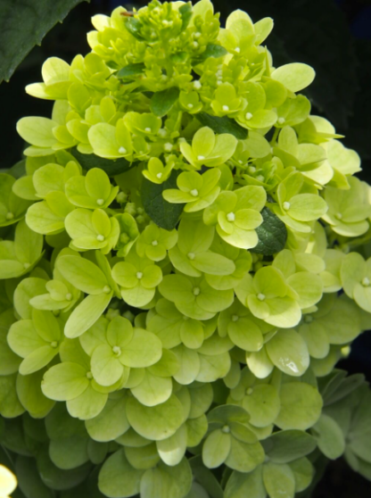 HYDRANGEA 'MOONROCK'