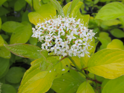 DOGWOOD 'MORDEN AMBER'