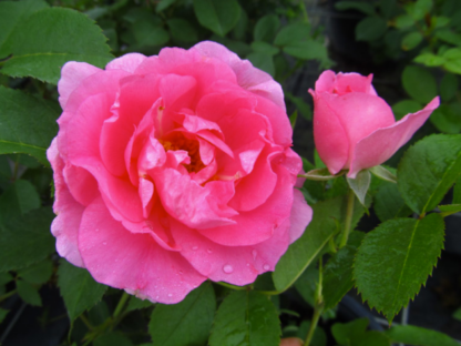 ROSE 'MORDEN CENTENNIAL'