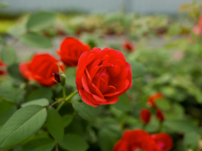 ROSE 'MORDEN FIREGLOW'