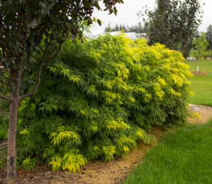 ELDER 'MORDEN GOLDEN GLOW'