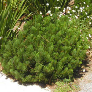 Image courtesy of Jeffries Nurseries