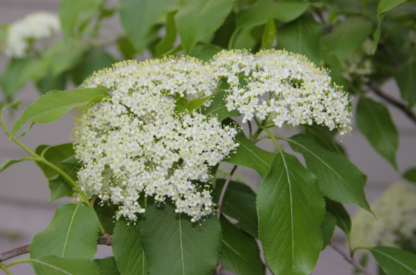 VIBURNUM 'NANNYBERRY'