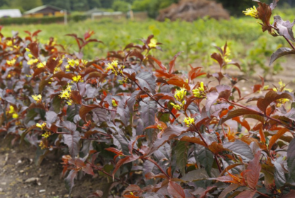 HONEYSUCKLE BUSH 'NIGHTGLOW'