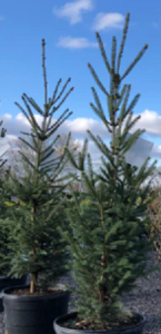 SPRUCE ‘NORTH POLE’ – Morden Nurseries & Garden Centre