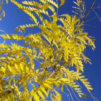 Image courtesy of Jeffries Nurseries