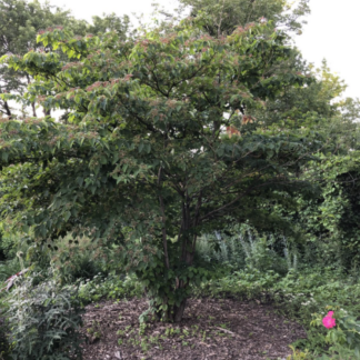 Image courtesy of Jeffries Nurseries