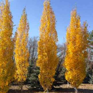 Image courtesy of Jeffries Nurseries