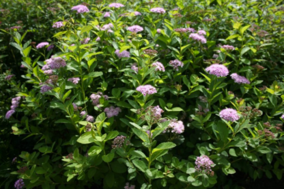 SPIREA 'PINK SPARKLER'