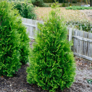 Image courtesy of Vanstone Nurseries