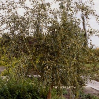 Image courtesy of Jeffries Nurseries