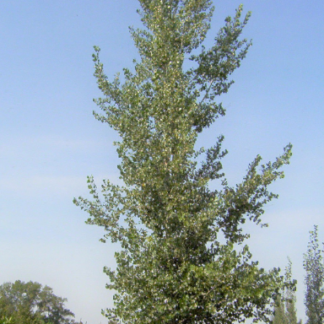 Image courtesy of Jeffries Nurseries