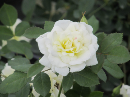 ROSE 'PRAIRIE SNOWDRIFT'