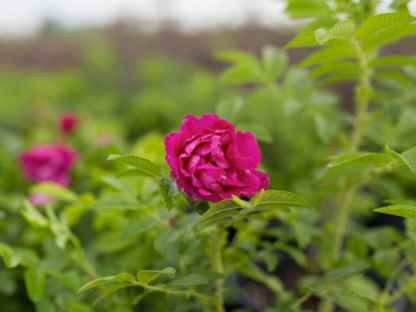 ROSE 'PURPLE PAVEMENT'