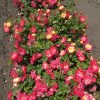 ROSE 'CAMPFIRE' - Image 2