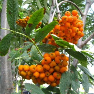 Image courtesy of Jeffries Nurseries