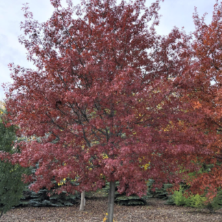 Image courtesy of Jeffries Nurseries