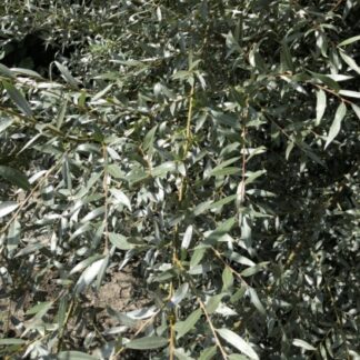 Image courtesy of Jeffries Nurseries