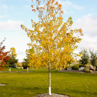 Image courtesy of Jeffries Nurseries