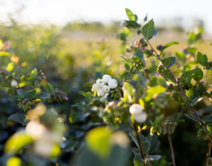 SNOWBERRY 'WHITE'