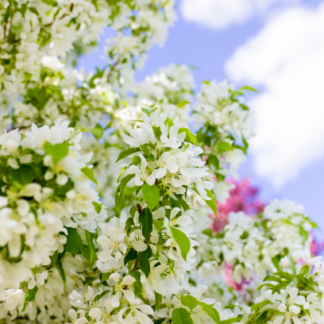 Image courtesy of Jeffries Nurseries