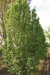 SERVICEBERRY ‘STANDING OVATION’ – Morden Nurseries & Garden Centre