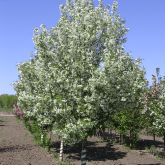 Image courtesy of Jeffries Nurseries