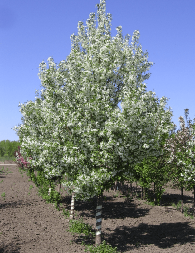 Image courtesy of Jeffries Nurseries