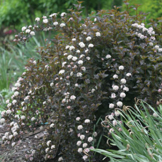 Image courtesy of Vanstone Nursery.