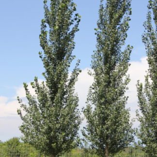 Image courtesy of Jeffries Nurseries