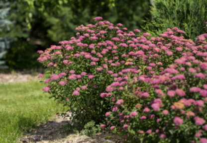 SPIREA 'SUPERSTAR'