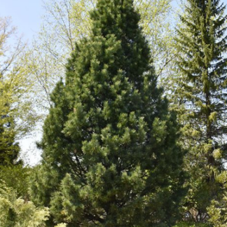 Image courtesy of Jeffries Nurseries