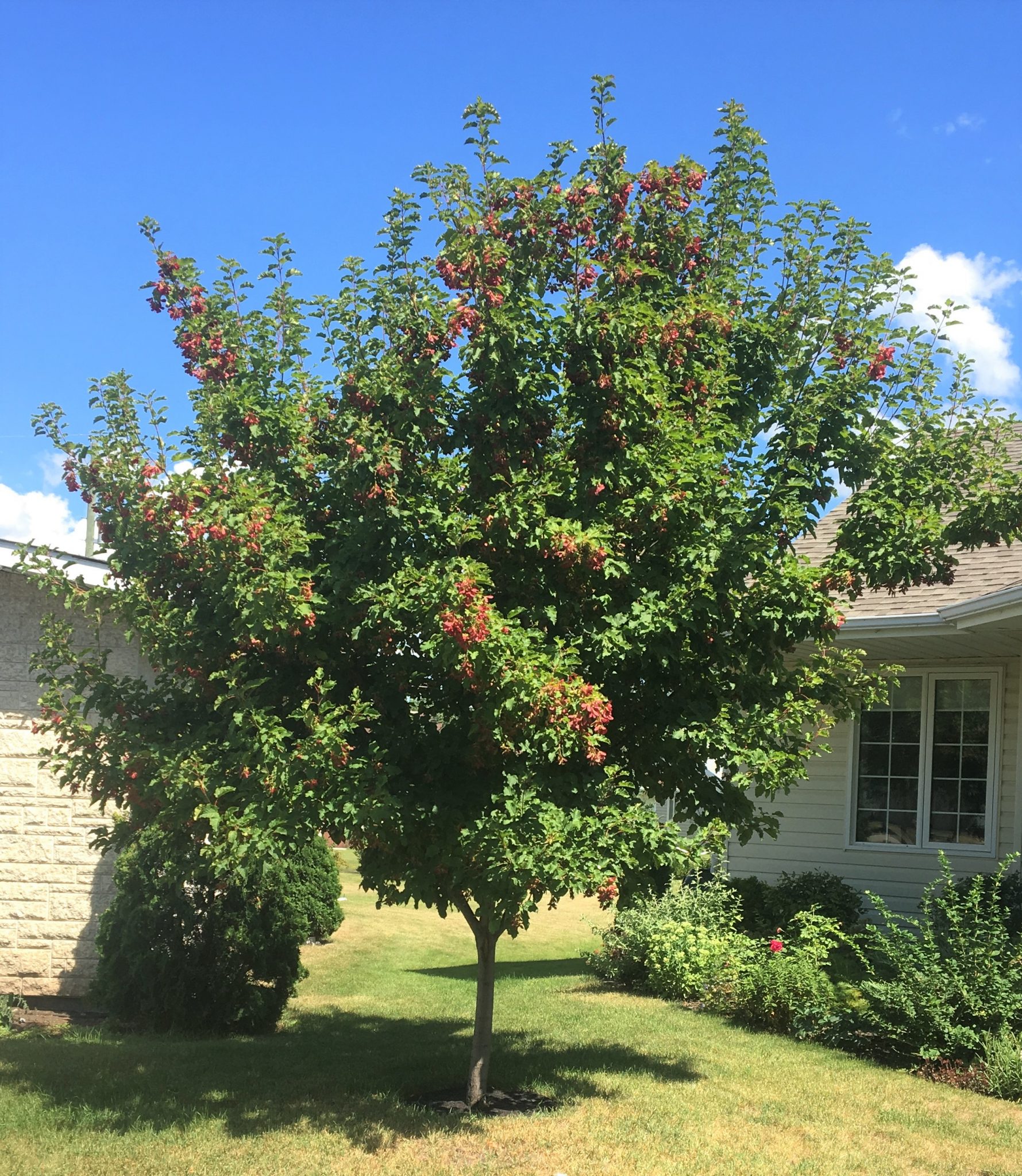 MAPLE ‘HOT WINGS TATARIAN’ – Morden Nurseries & Garden Centre