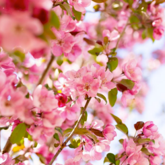 Image courtesy of Jeffries Nurseries