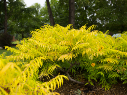 SUMAC 'TIGER EYES'