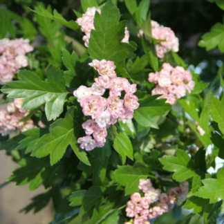 Image courtesy of Jeffries Nurseries