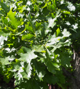 OAK ‘TOP GUN BUR’ – Morden Nurseries & Garden Centre