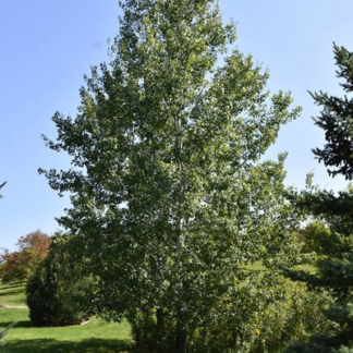 Image courtesy of Jeffries Nurseries