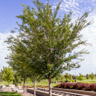 Image courtesy of Jeffries Nurseries