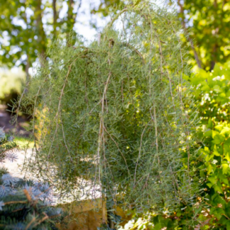 Image courtesy of Jeffries Nurseries.