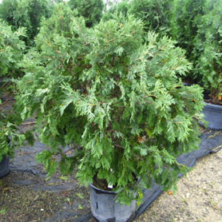 Image courtesy of Jeffries Nurseries