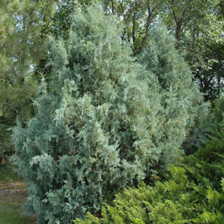 Image courtesy of Jeffries Nurseries