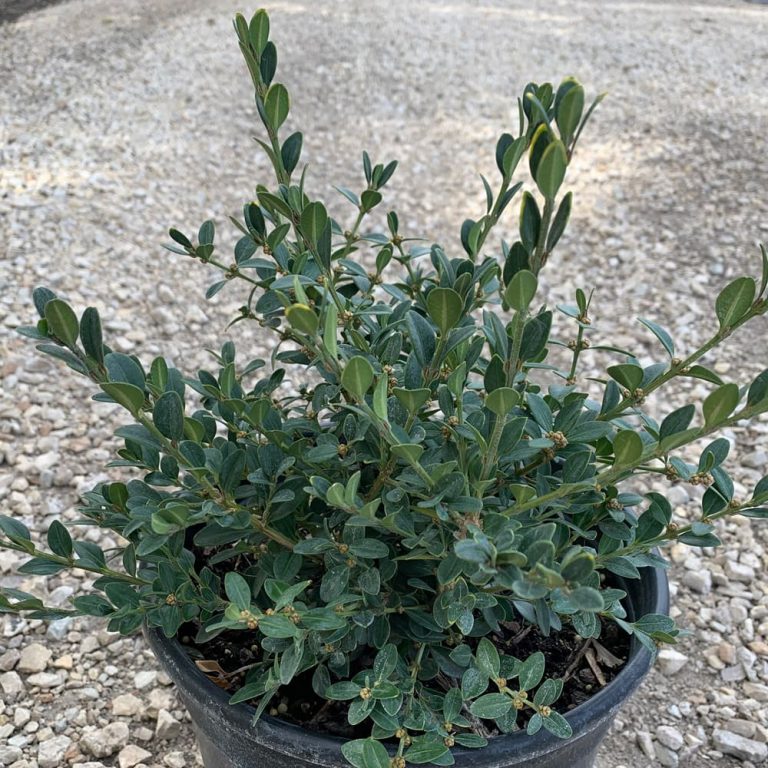 BOXWOOD ‘CALGARY’ – Morden Nurseries & Garden Centre